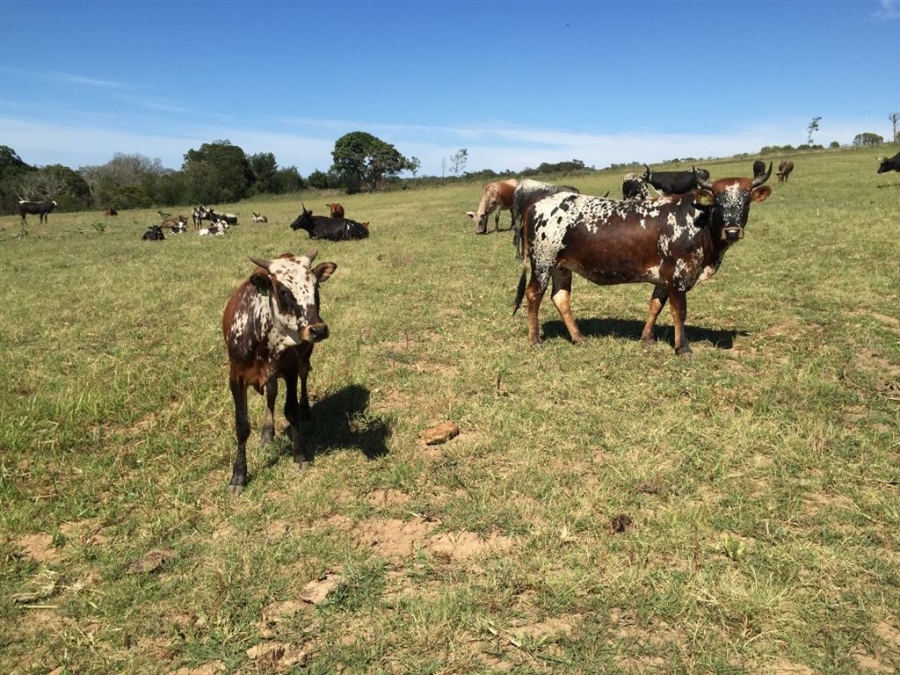 Commercial Property for Sale in Bathurst Eastern Cape